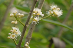 Syzygium salicifolium
